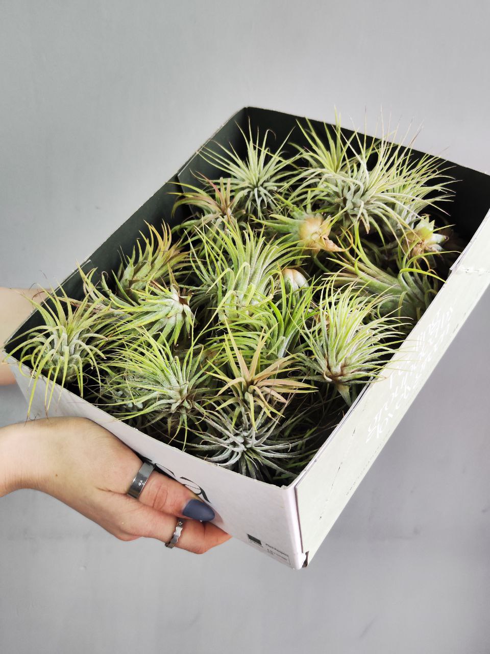 Тилландсия Ионанта Зеленая (Tillandsia Ionantha Green)