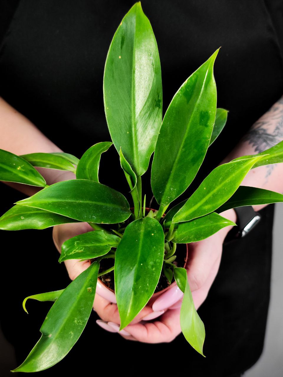 Филодендрон Марциуса (Philodendron Martianum) D8см