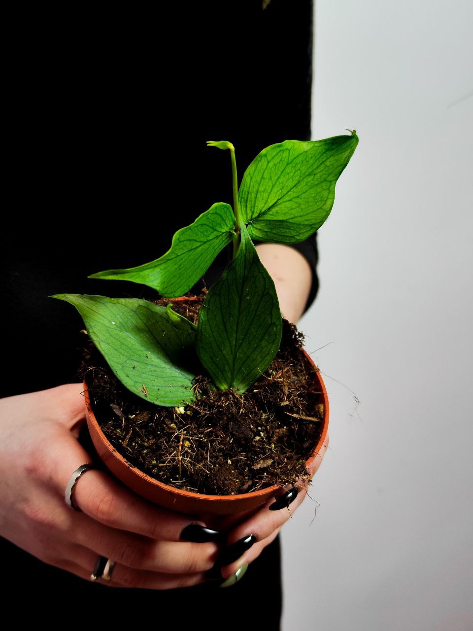 Хойя Полинейра (Hoya Polyneura) D10см