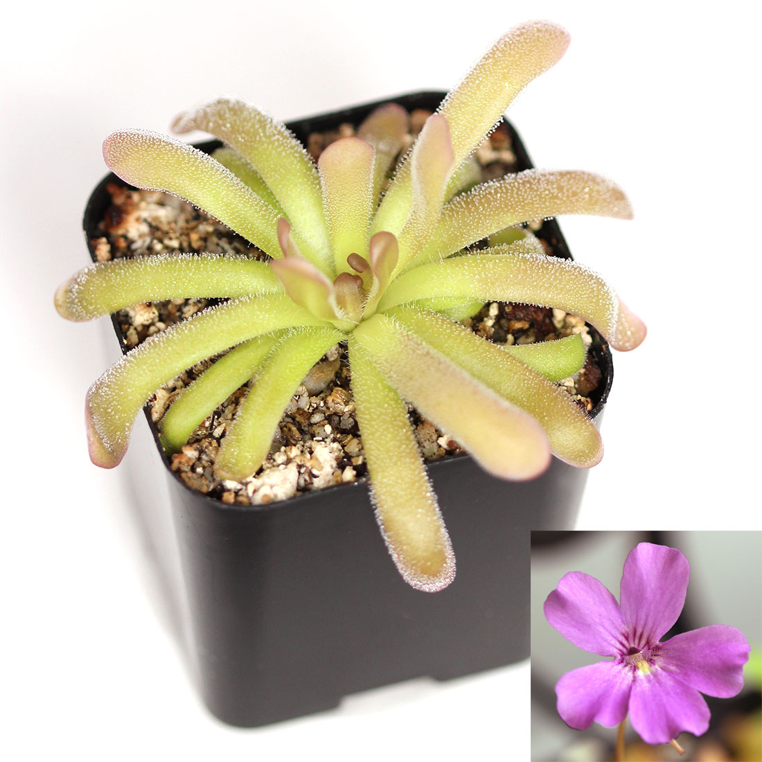 Жирянка Афродита (Pinguicula Aphrodite) D5см