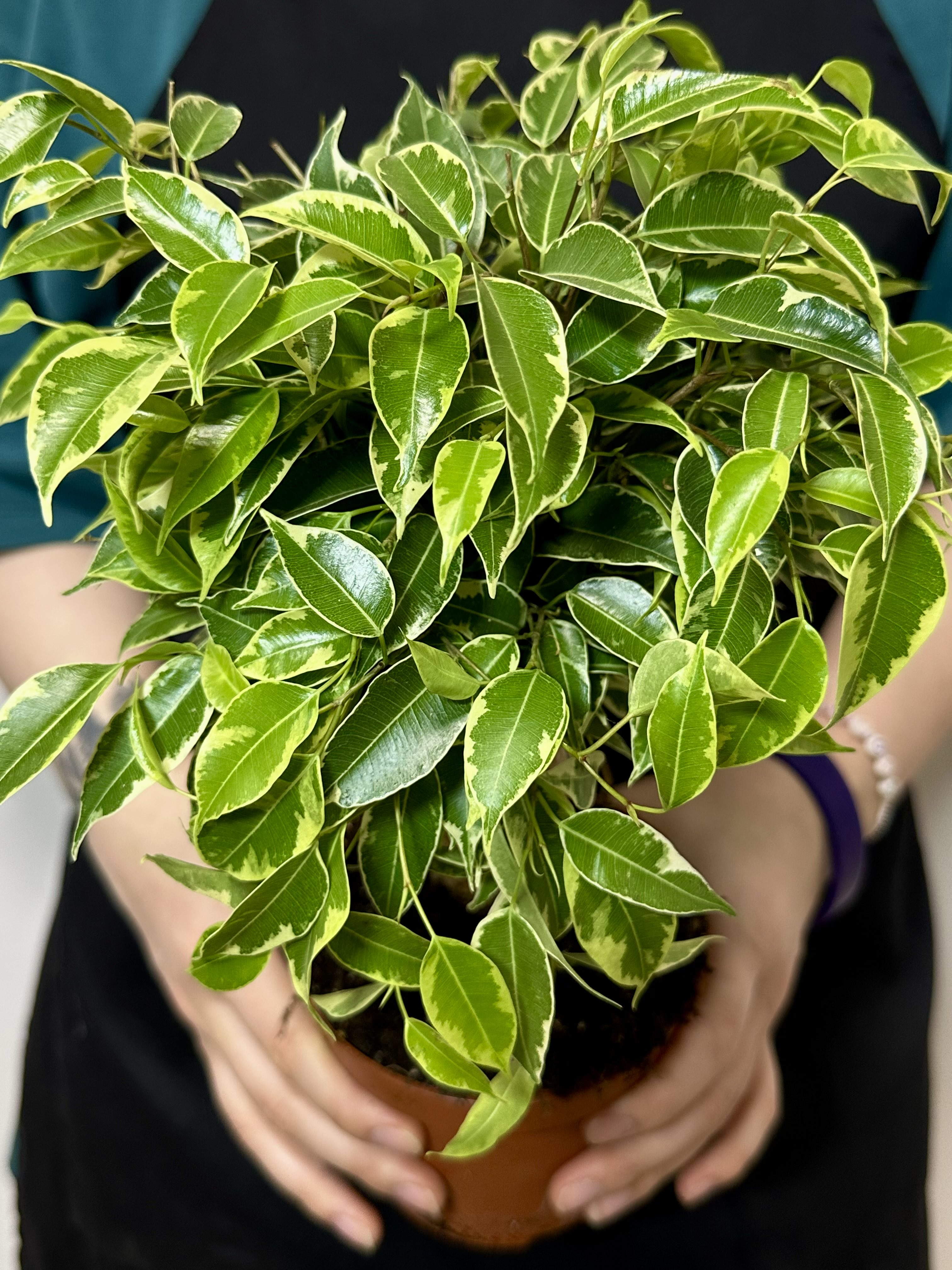 Фикус Бенджамина Кинки в джуте (Ficus Be Kinky Jute Stam) D12см