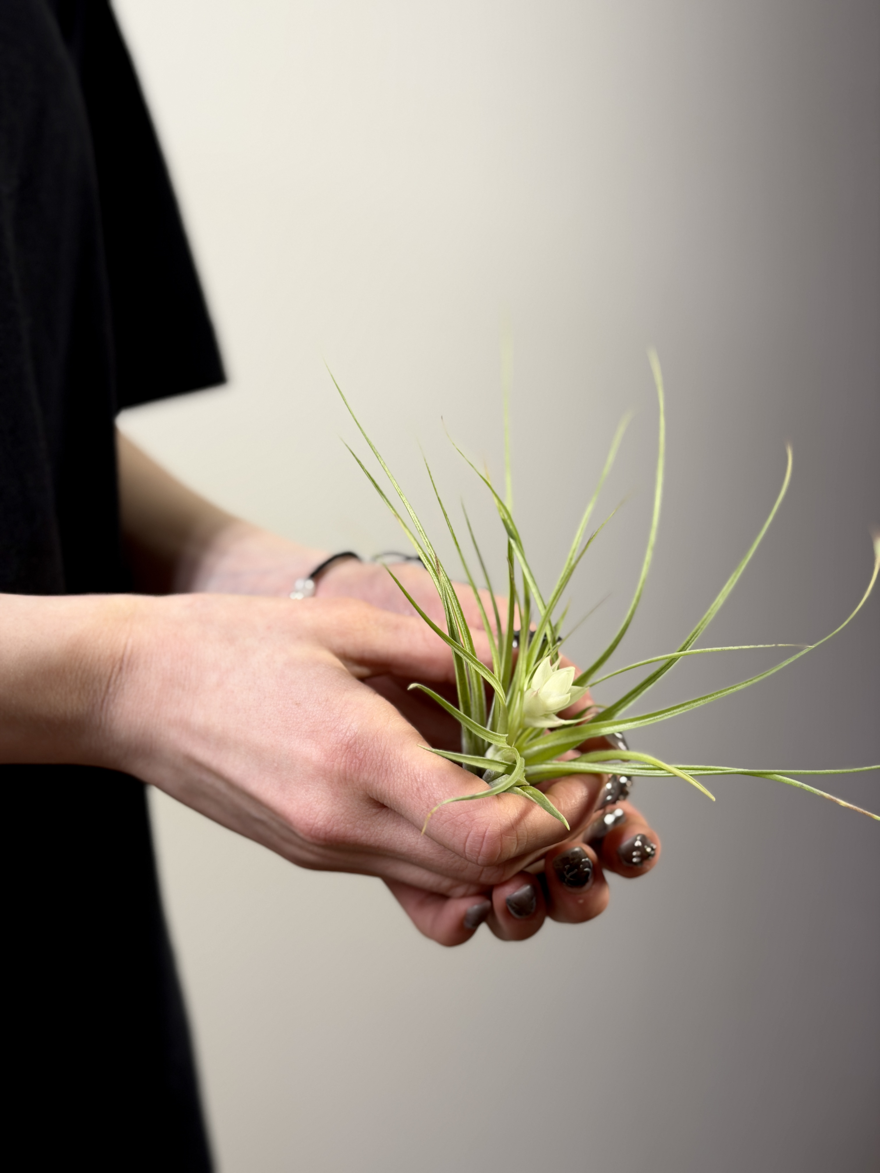 Тилландсия Стрикта Белоцветковая (Tillandsia Stricta White Flowered)