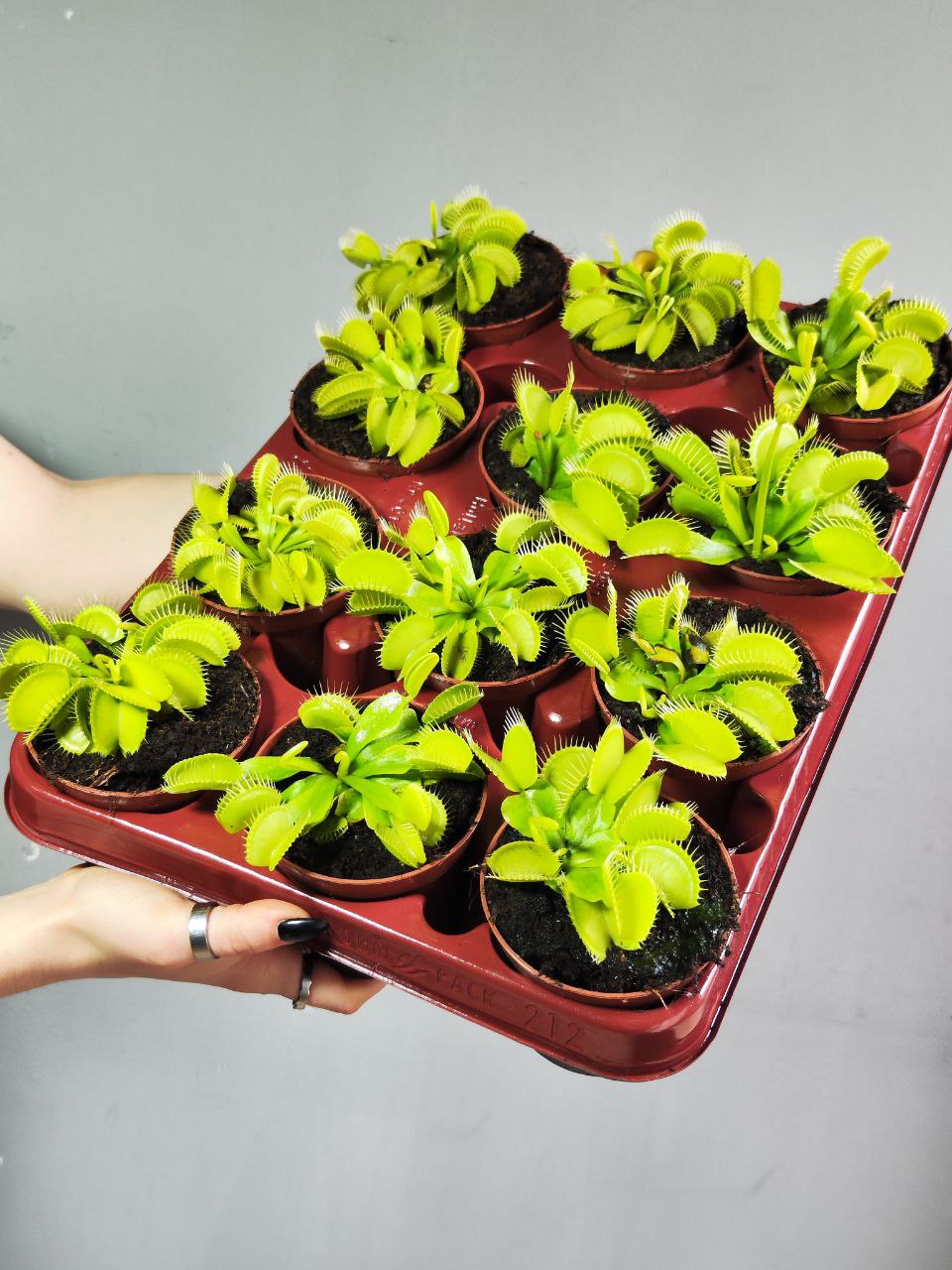 Венерина Мухоловка, или Дионея Мушипула Крок (Dionaea Muscipula Croc) D9см