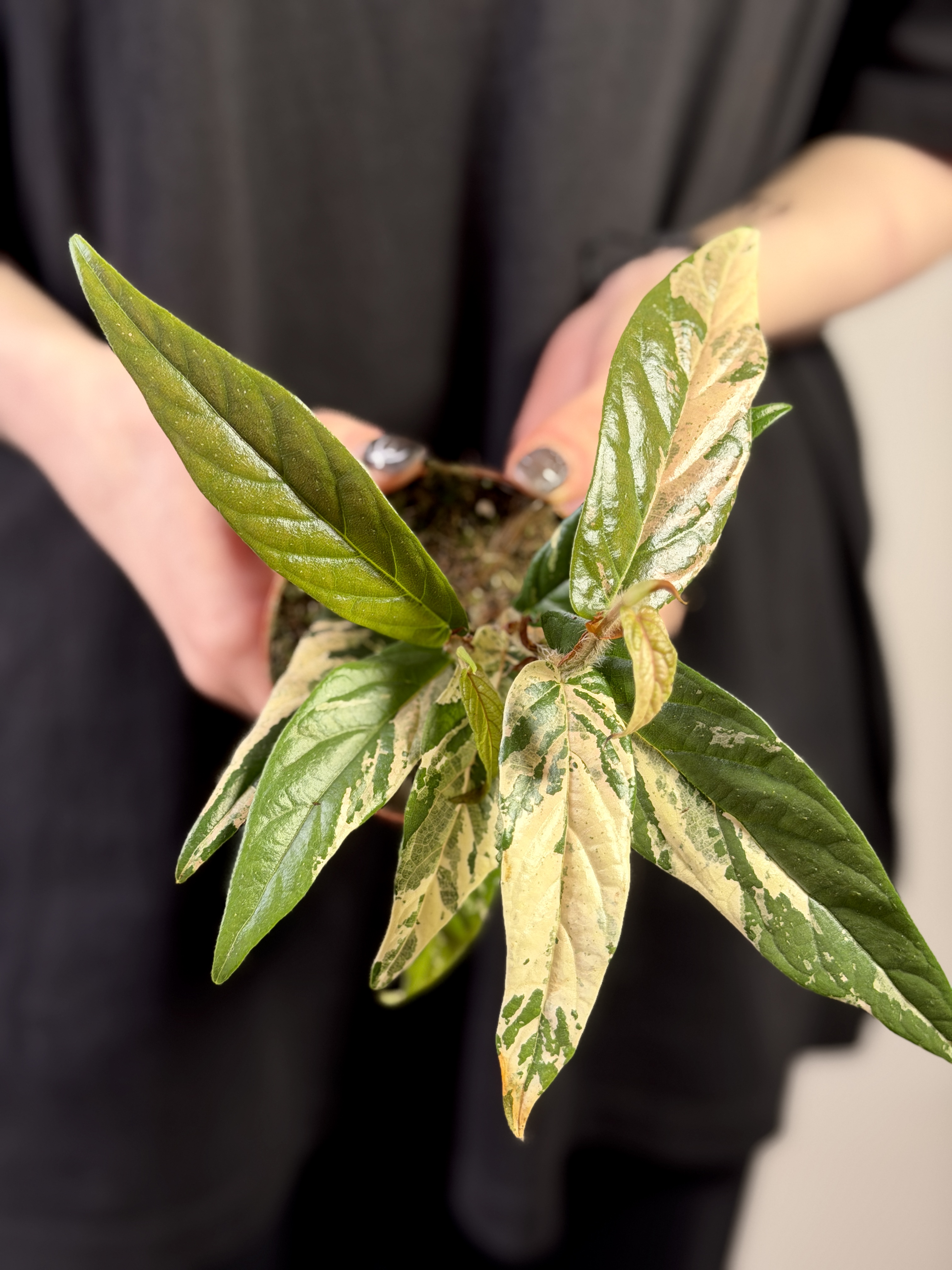 Фикус Сагитата Вариегата Пинк (Ficus Sagittata Variegata Pink) D9см