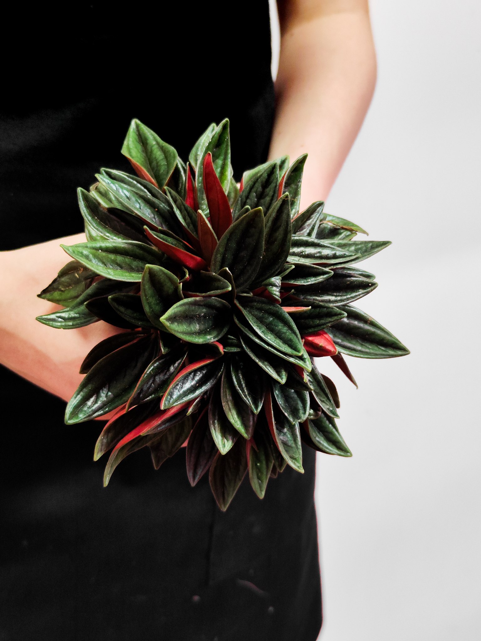 Пеперомия Россо (Peperomia Rosso) D7см