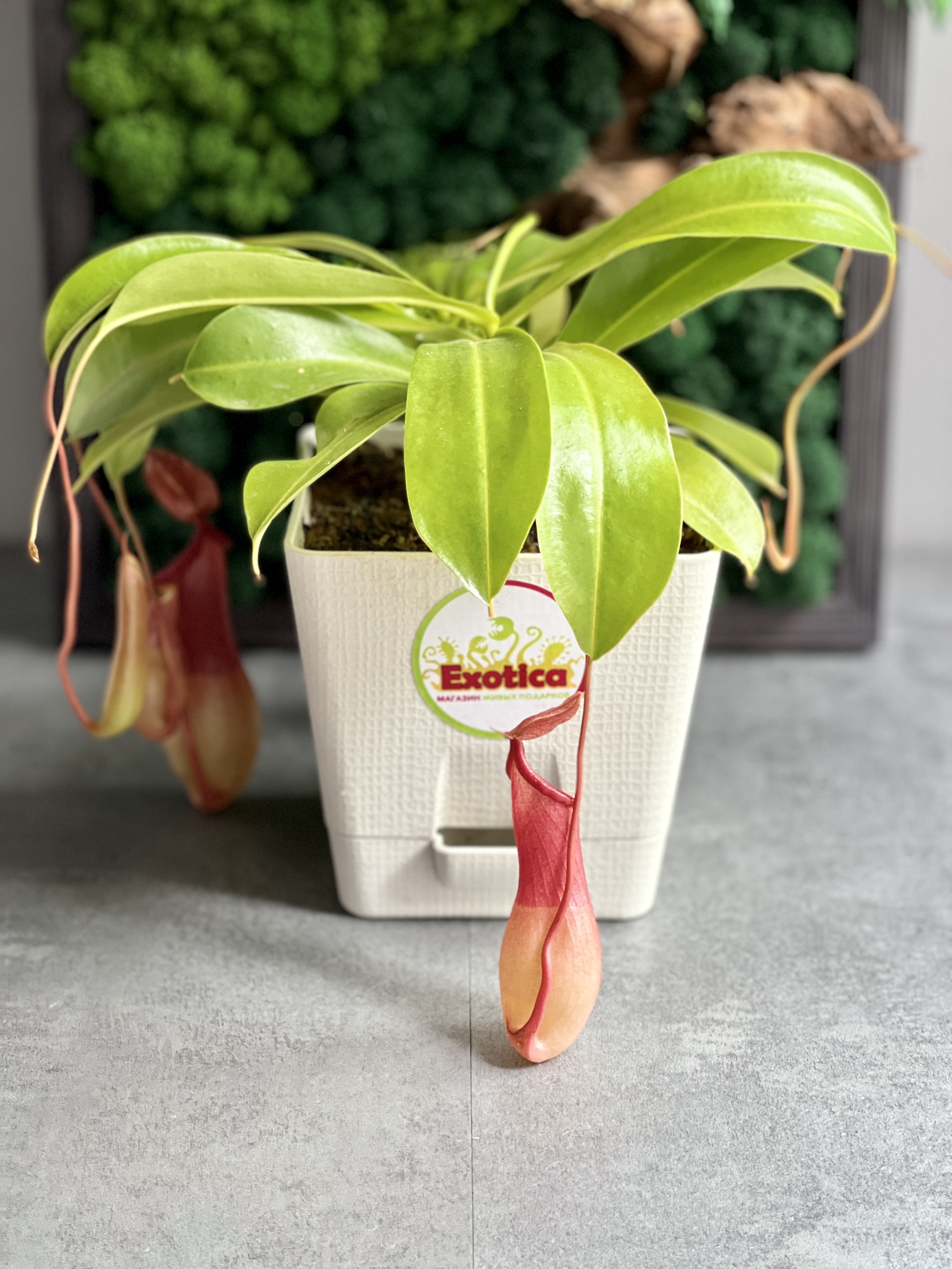 Непентес Вентрата (Nepenthes Ventrata) пересаженный D12см