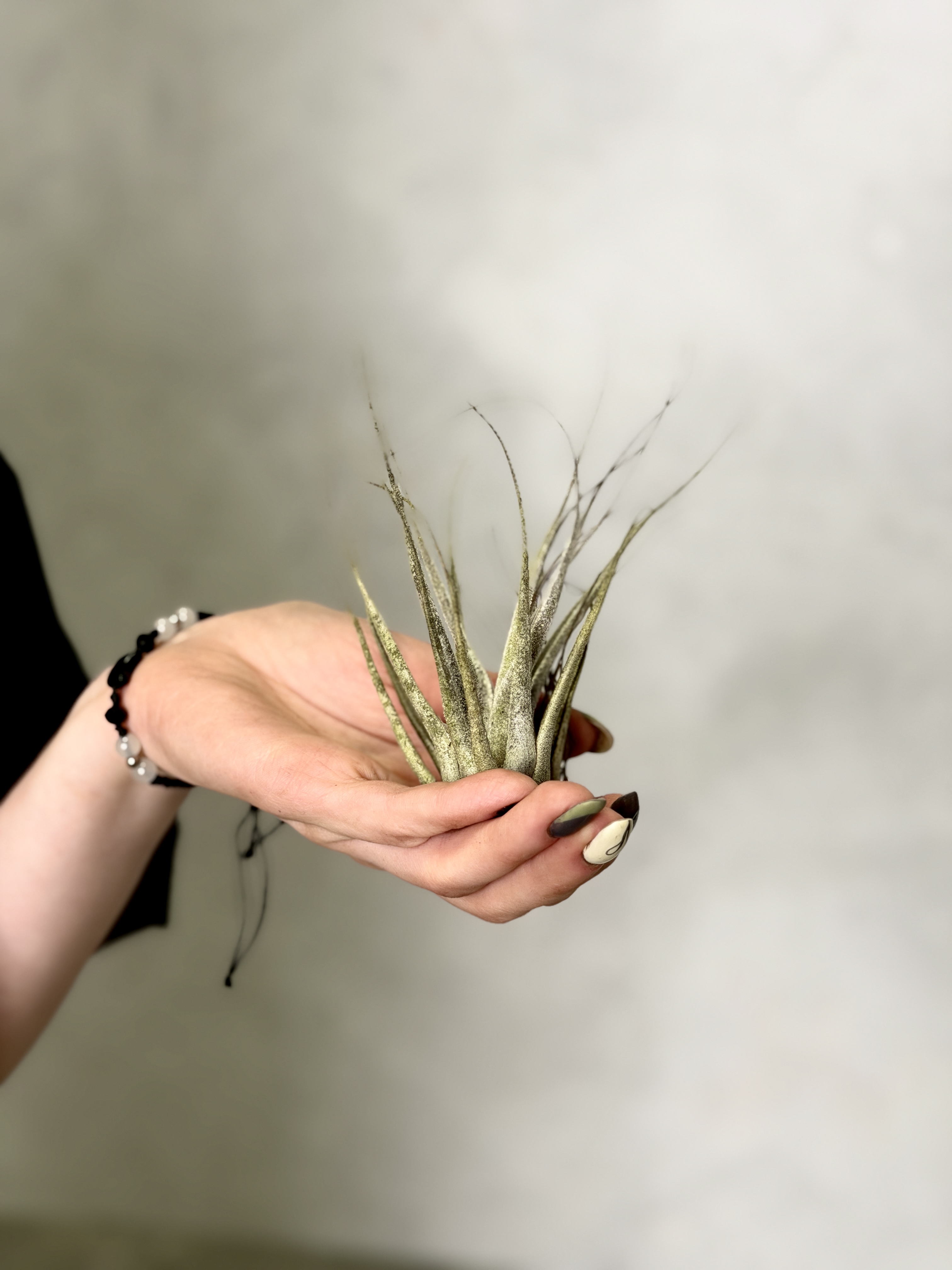 Тилландсия Элерсиана (Tillandsia Ehlersiana)