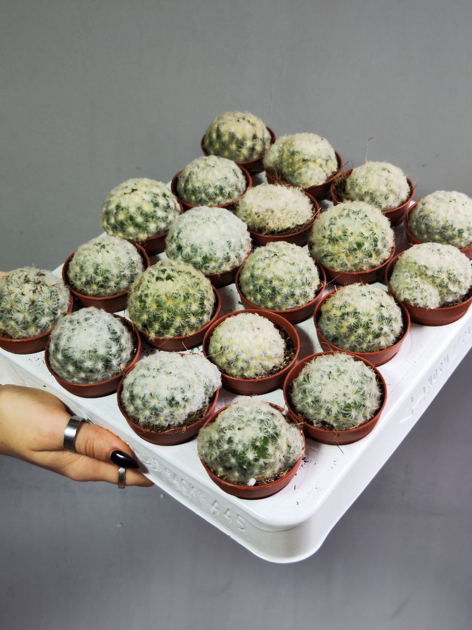 Маммиллярия Плюмоза (Mammillaria Plumosa) D5см