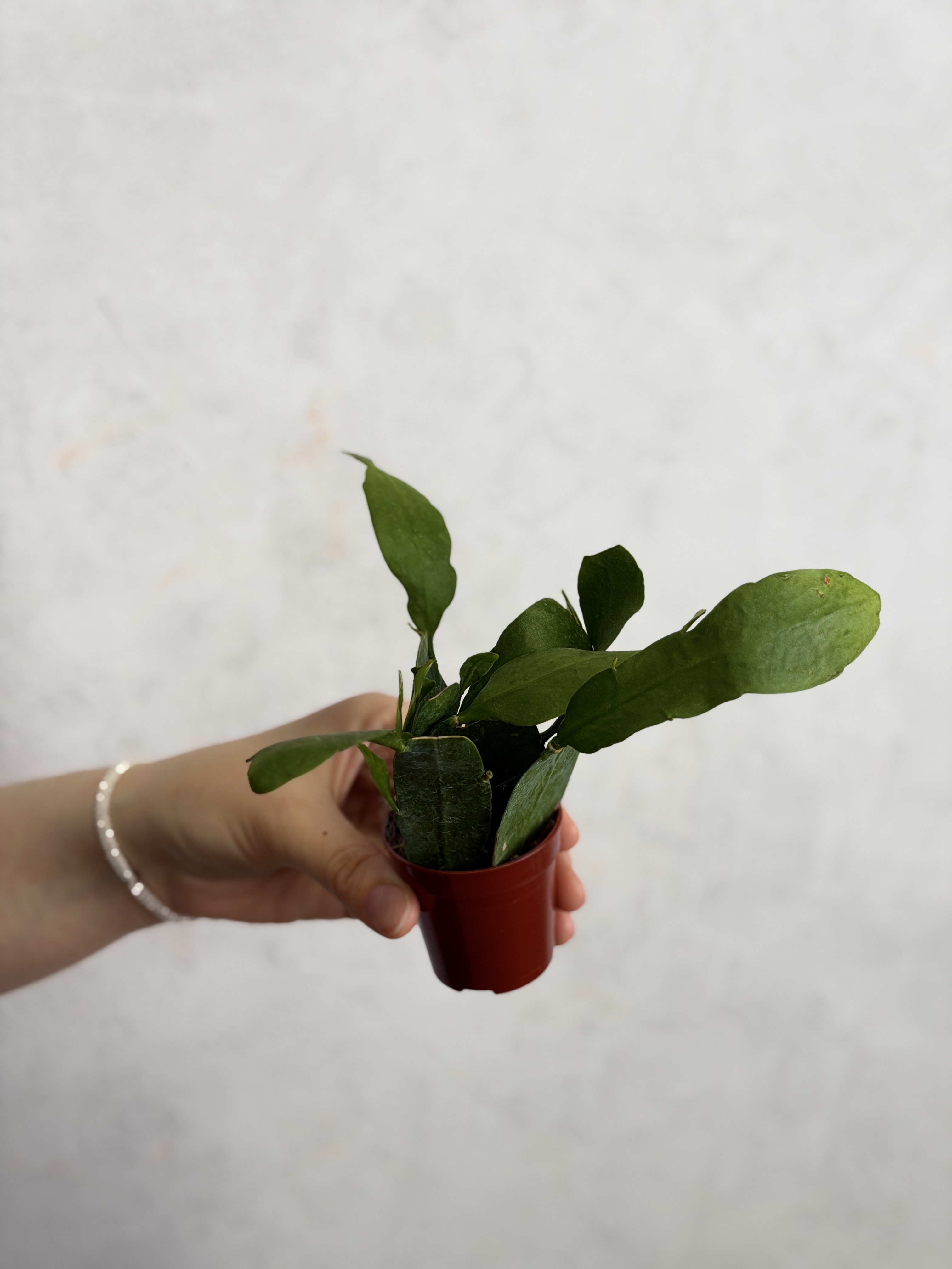 Эпифиллум Пумилум (Epiphyllum Pumilum) D5см