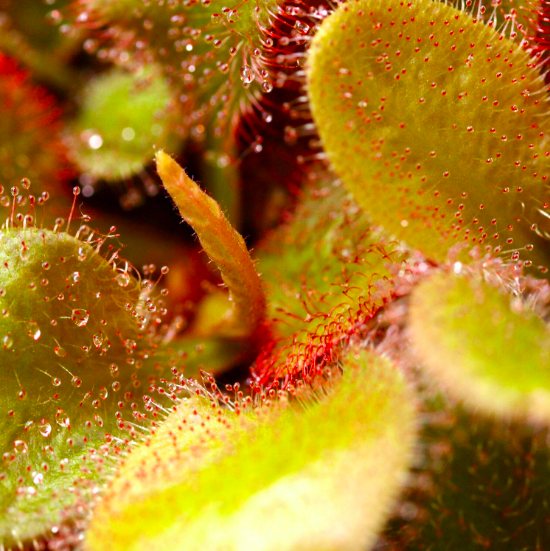 Росянка Андромеда (Drosera Andromeda) D9см