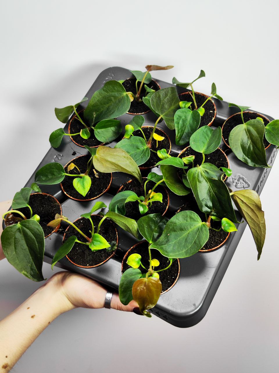 Антуриум Квин оф Хертс (Anthurium Queen Of Heart) D6см