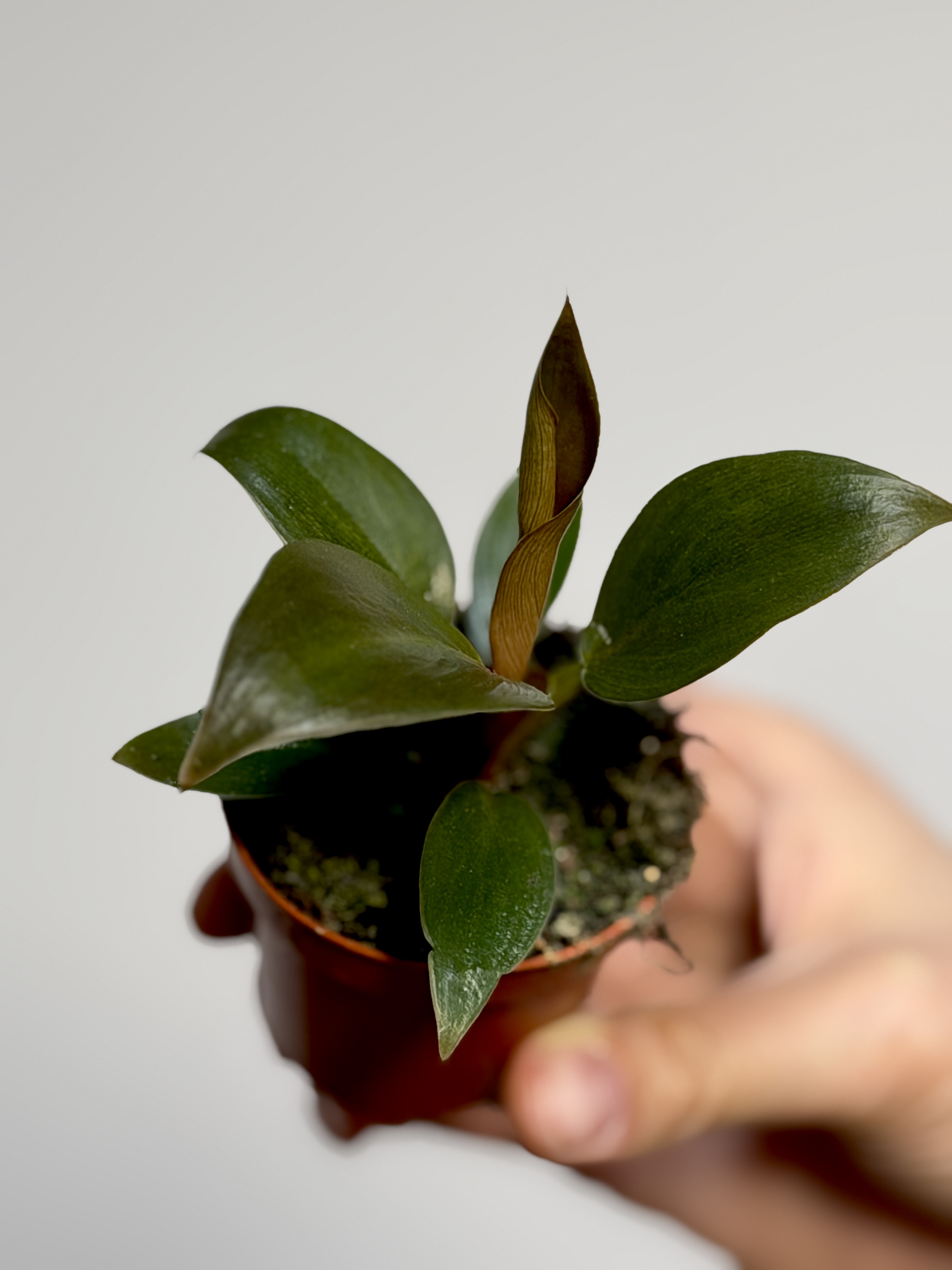 Филодендрон Империал Ред (Philodendron Imperial Red) D6см