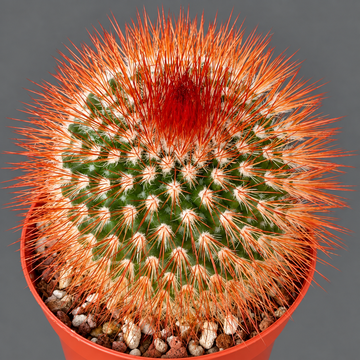 Маммиллярия Спинозиссима, или Колючейшая (Mammillaria Spinosissima) D5см