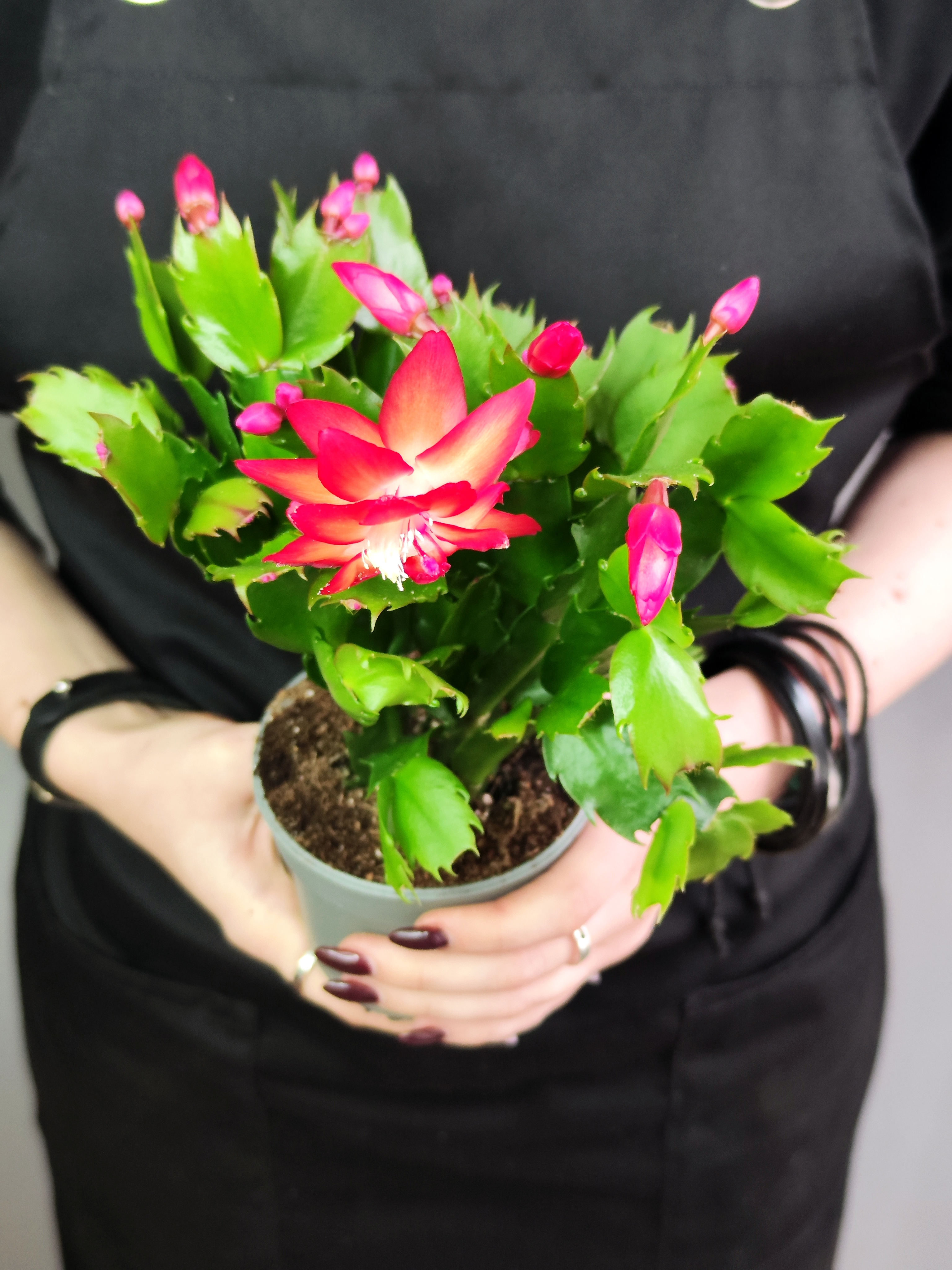 Декабрист Красный, или Шлюмбергера (Schlumbergera Tendenza Red) D9см
