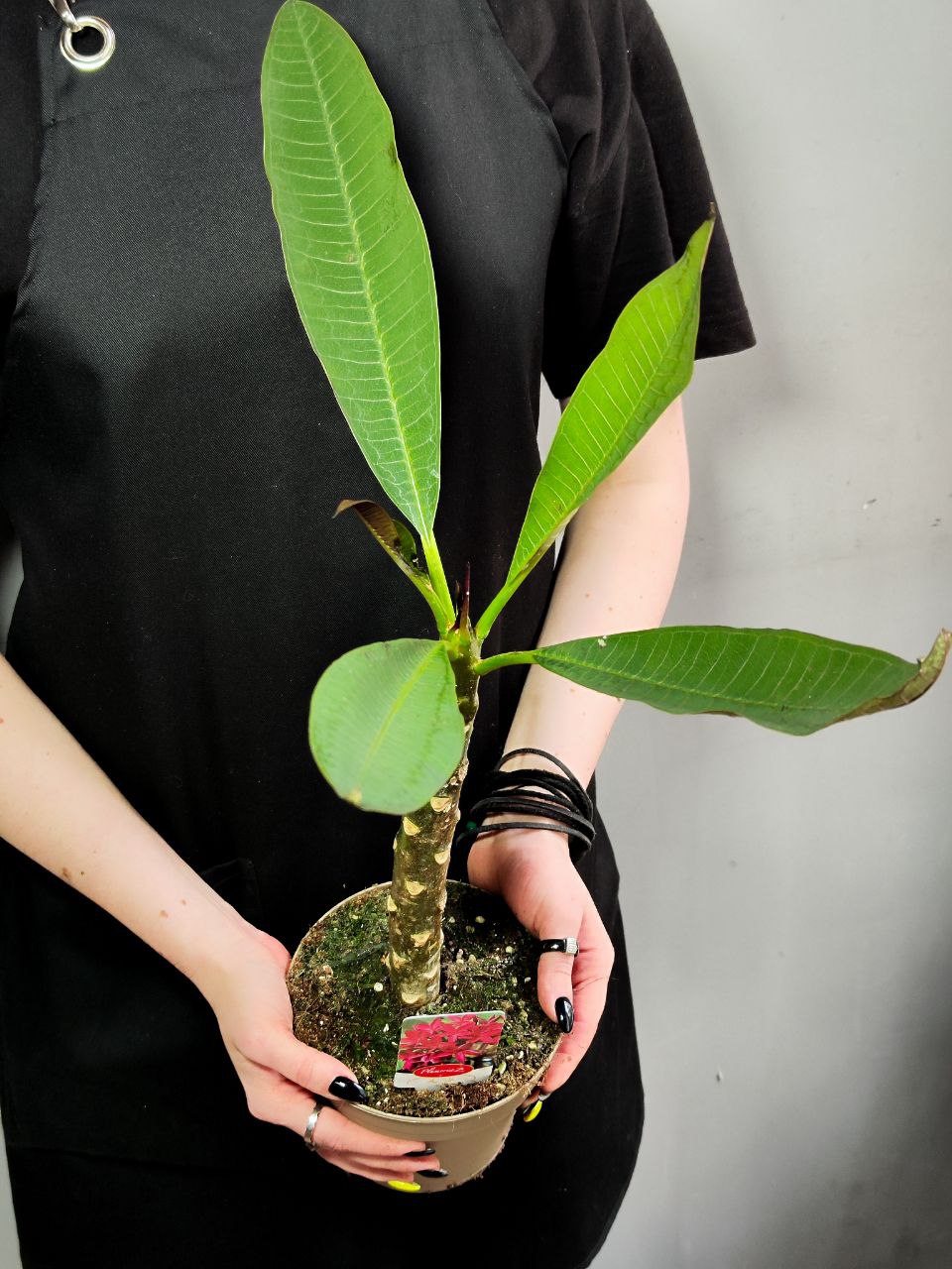 Плюмерия Рубра (Plumeria Rubra) D14см
