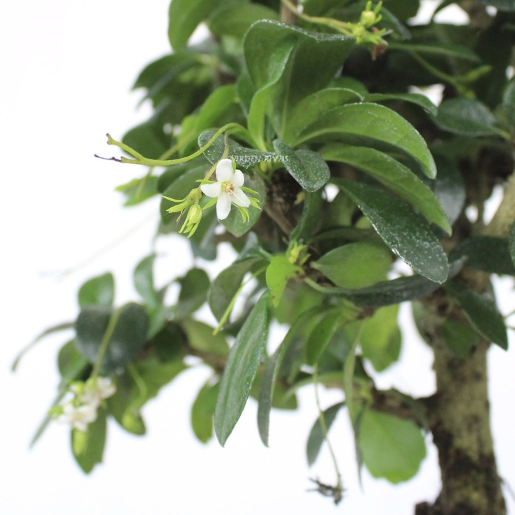 Бонсай Кармона мелколистная (Carmona Microphylla) D10см