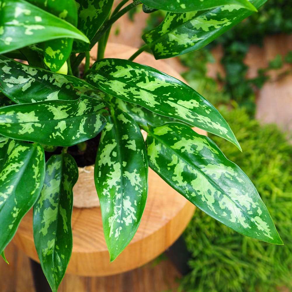 Аглаонема Сильвер Сплэш (Aglaonema Silver Splash) D12см