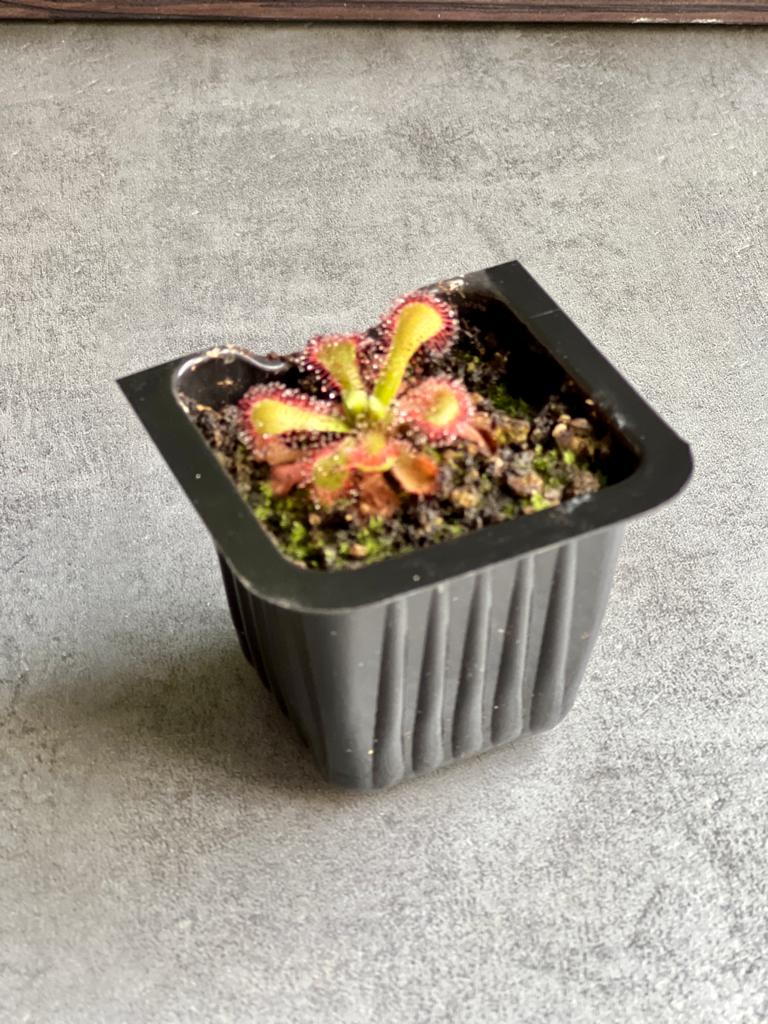 Росянка Венуста (Drosera venusta) D5см