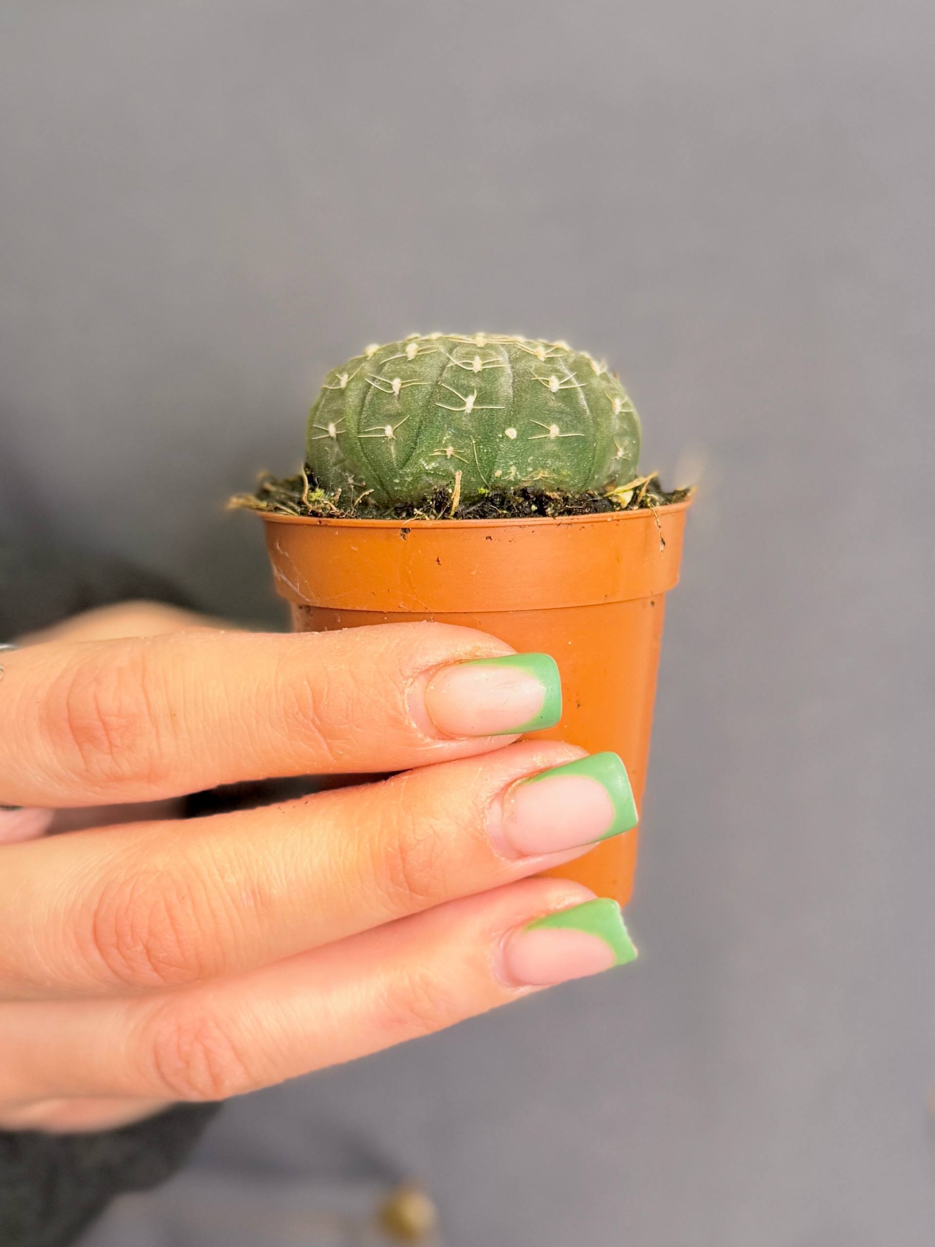 Гимнокалициум Рагонезе (Gymnocalycium Ragonesii) D5см