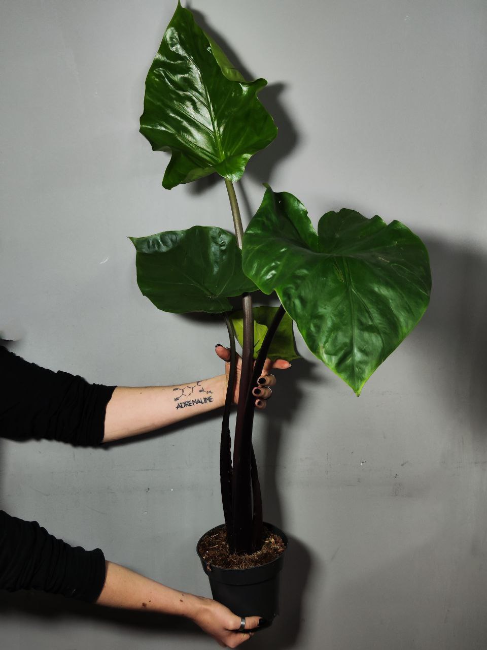 Алоказия Черная Кобра (Alocasia Black Cobra) D14см