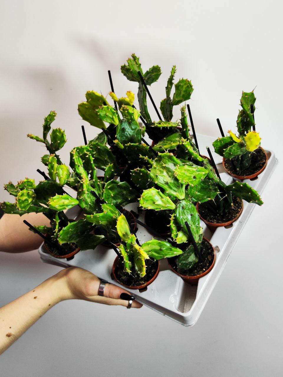 Опунция Ямайская Вариегатная (Opuntia Jamaicensis Variegata Ghost) D6см