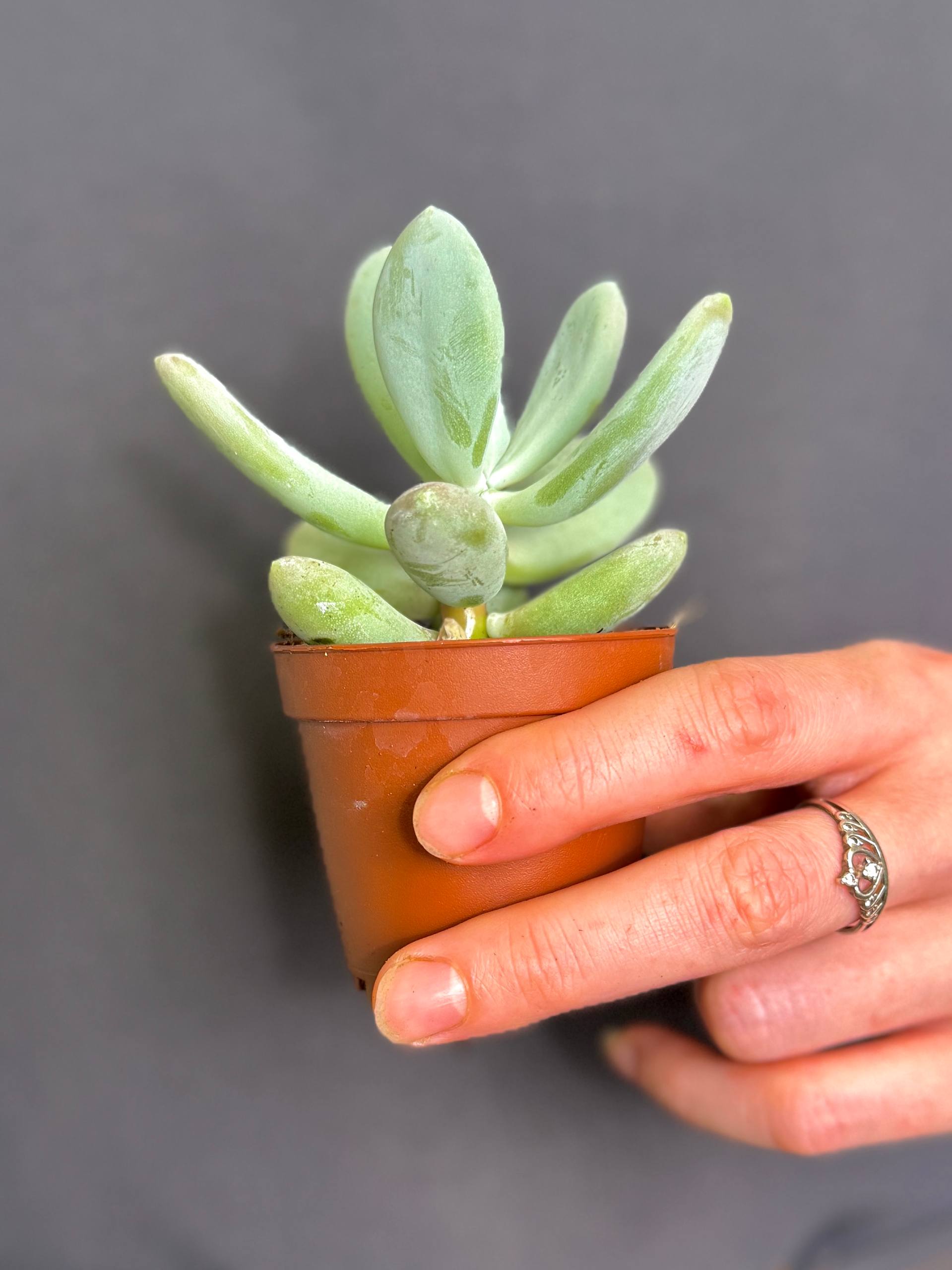 Пахифитум Брактеосум, или Прицветниковый (Pachyphytum Bracteosum) D5см