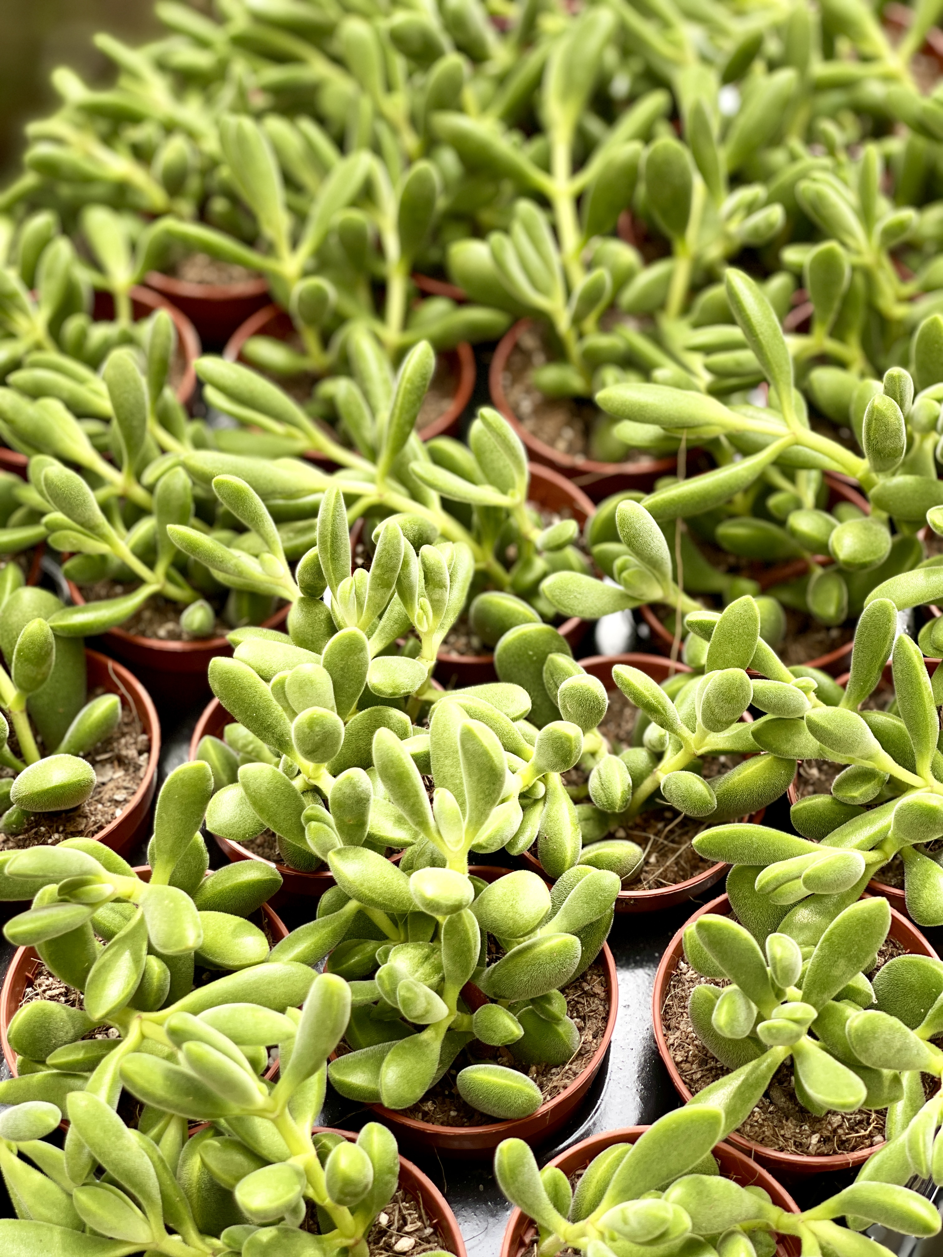 Крассула Роджерсия (Crassula Rogersii) D5см
