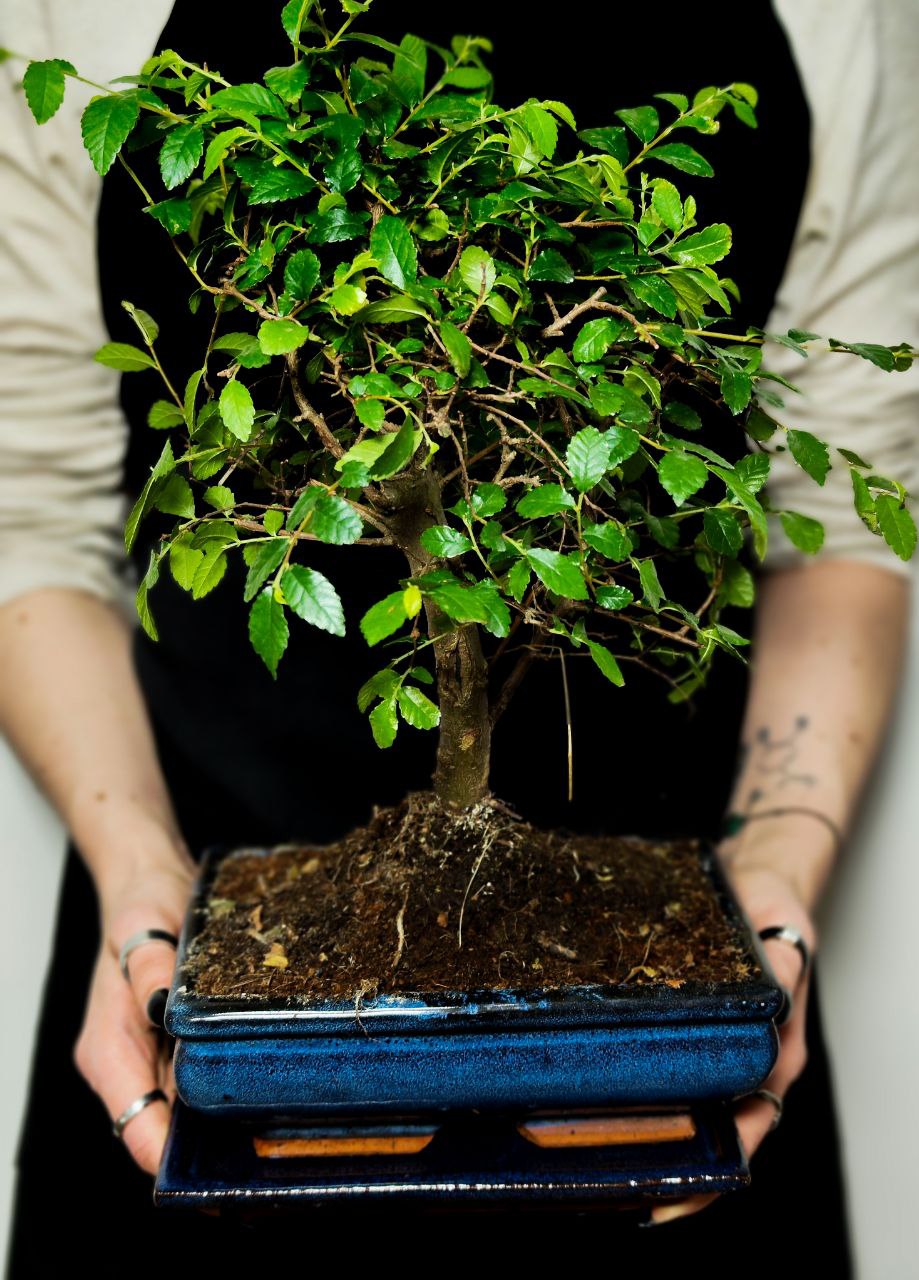 Бонсай Вяз Мелколистный Прямой (Ulmus Parvifolia)
