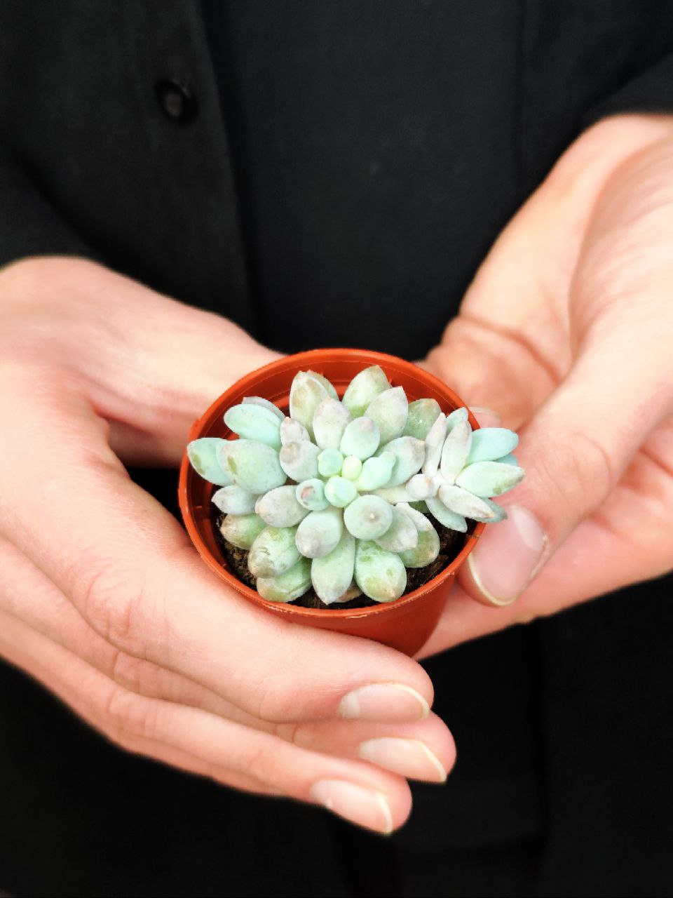Пахифитум Мачуковый (Pachyphytum Machucae) D5см