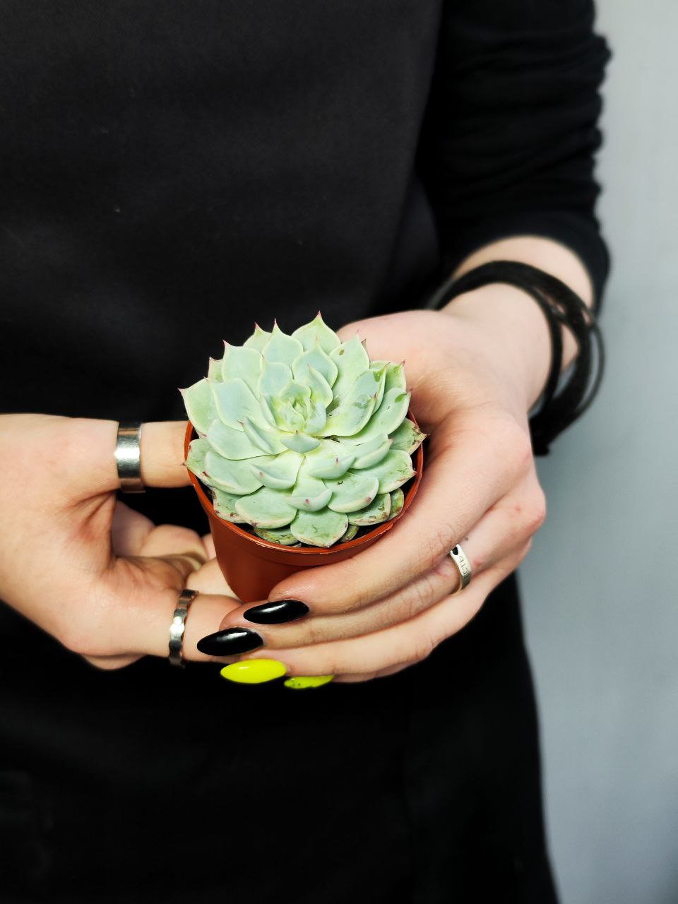 Эхеверия Деренберга Блю (Echeveria Derenbergii Blue) D5см