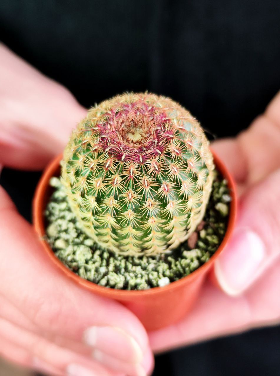 Эхиноцереус Ригидиссимус Рубриспинус (Echinocereus Rigidissimus Rubispinus) D5см