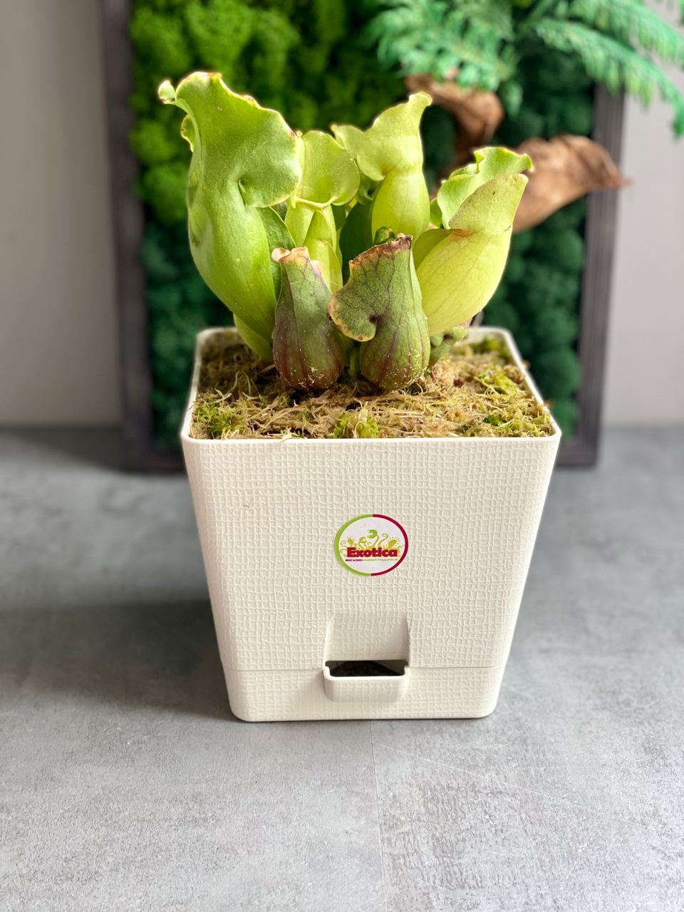 Саррацения Монтана (Sarracenia Montana) пересаженная D15см