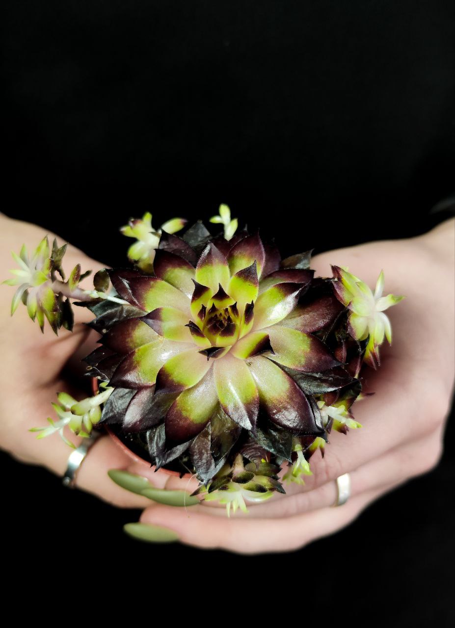 Молодило «Фараон» (Sempervivum Faraon) D5см