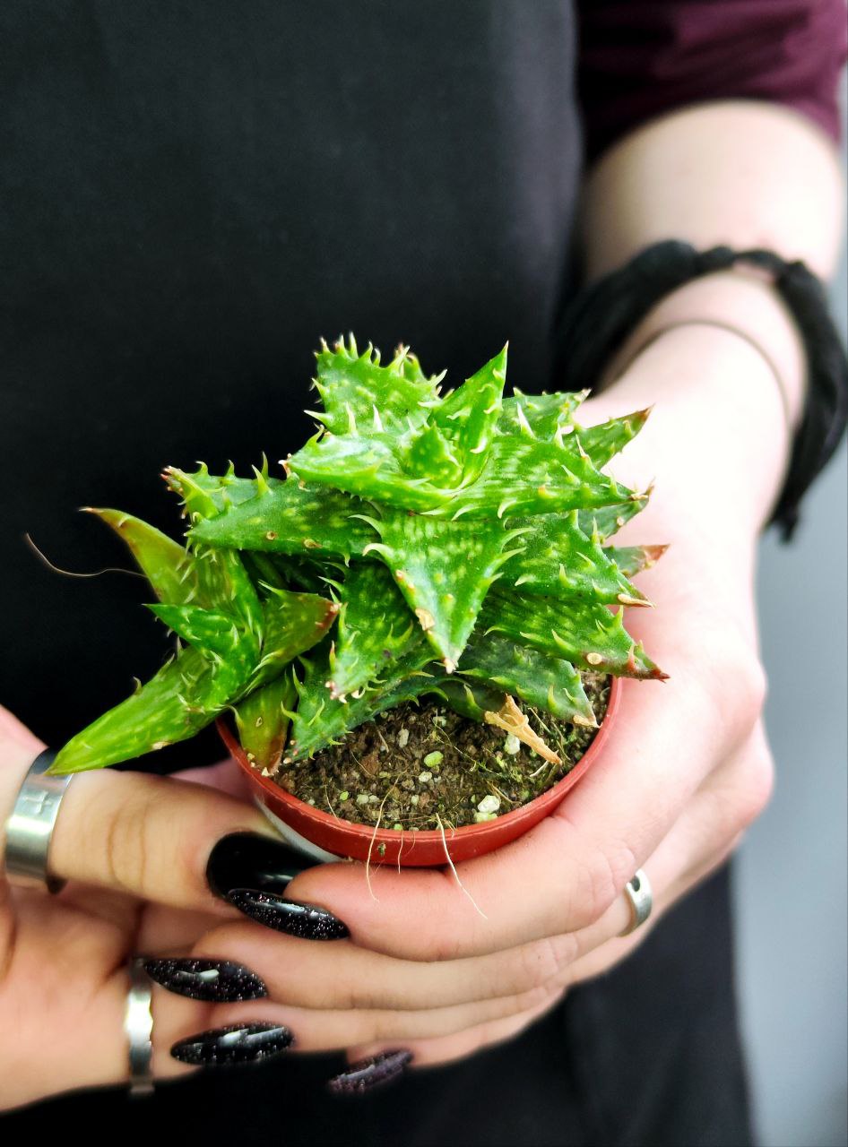 Алоэ Оттопыренное Груп (Aloe Squarrosa Group) D5см