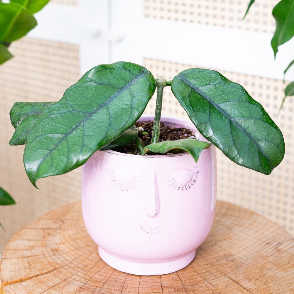 Хойя Виллоза (Hoya Villosa) D10см