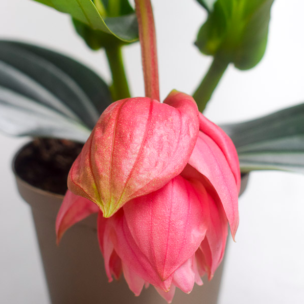 Мединилла Кэнди Пикколино (Medinilla Candy Piccolino) D14см
