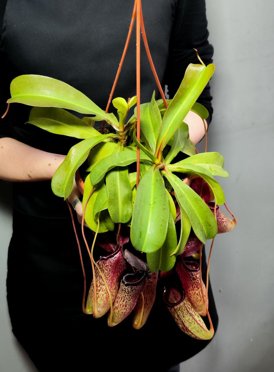 Непентес Сэм (Nepenthes Sam) D14см