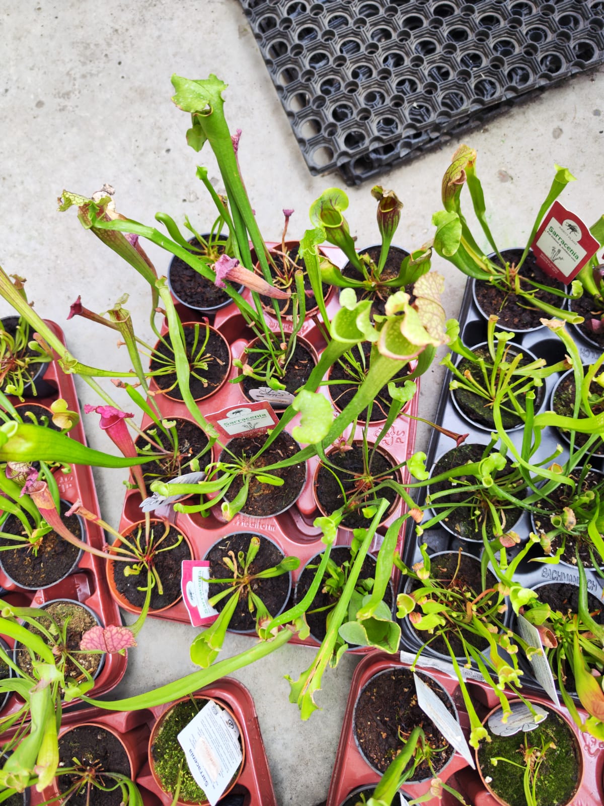 Саррацения микс уцен. (Sarracenia mix) D9см