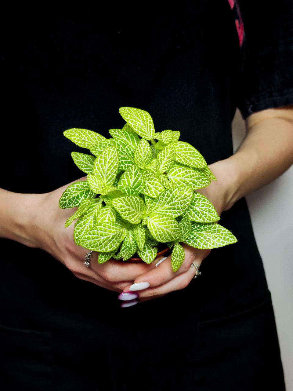 Фиттония Вершаффельта Вайт (Fittonia Verschaffeltii White) D8,5см