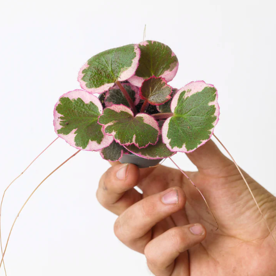 Саксифрага, Камнеломка Плетеносная Вариегатная (Saxifraga Variegata) D6см