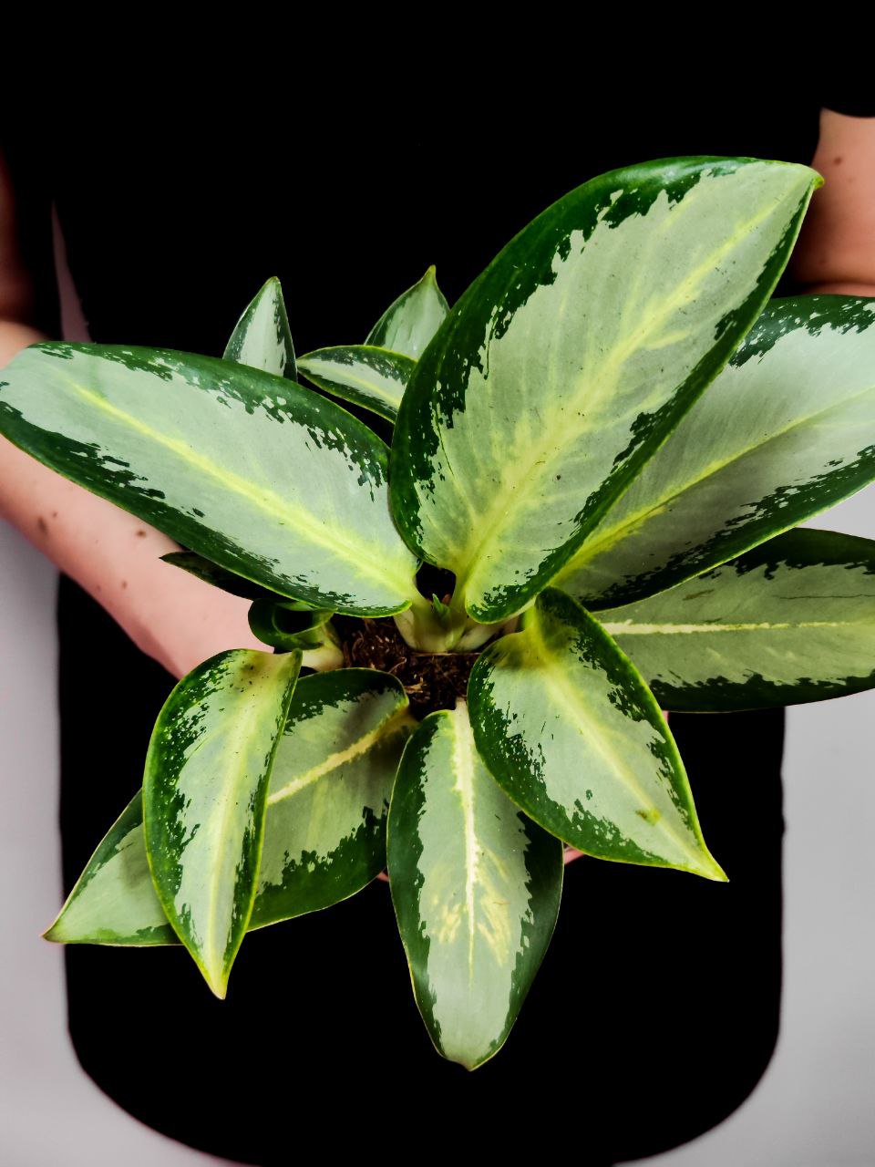 Аглаонема Сильвер Блю (Aglaonema Silver Blue) D12см