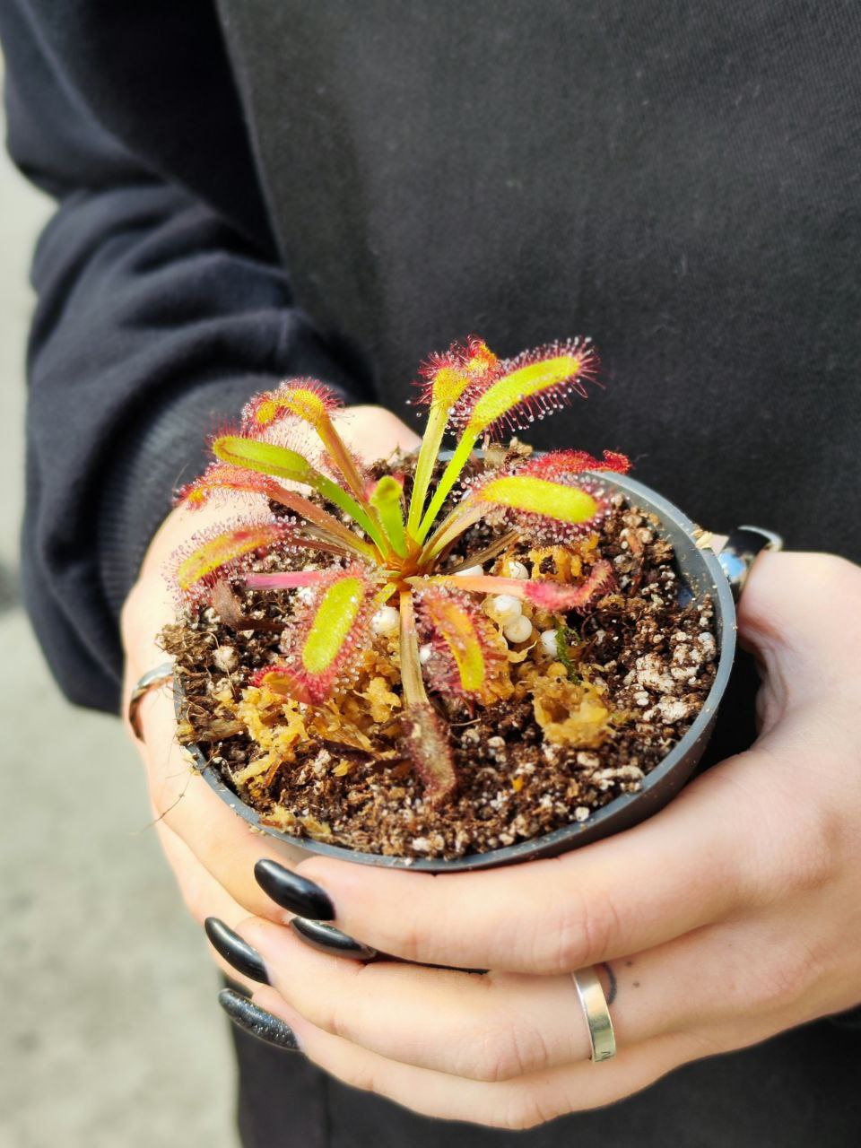 Росянка Геркулес (Drosera Hercules) D5см
