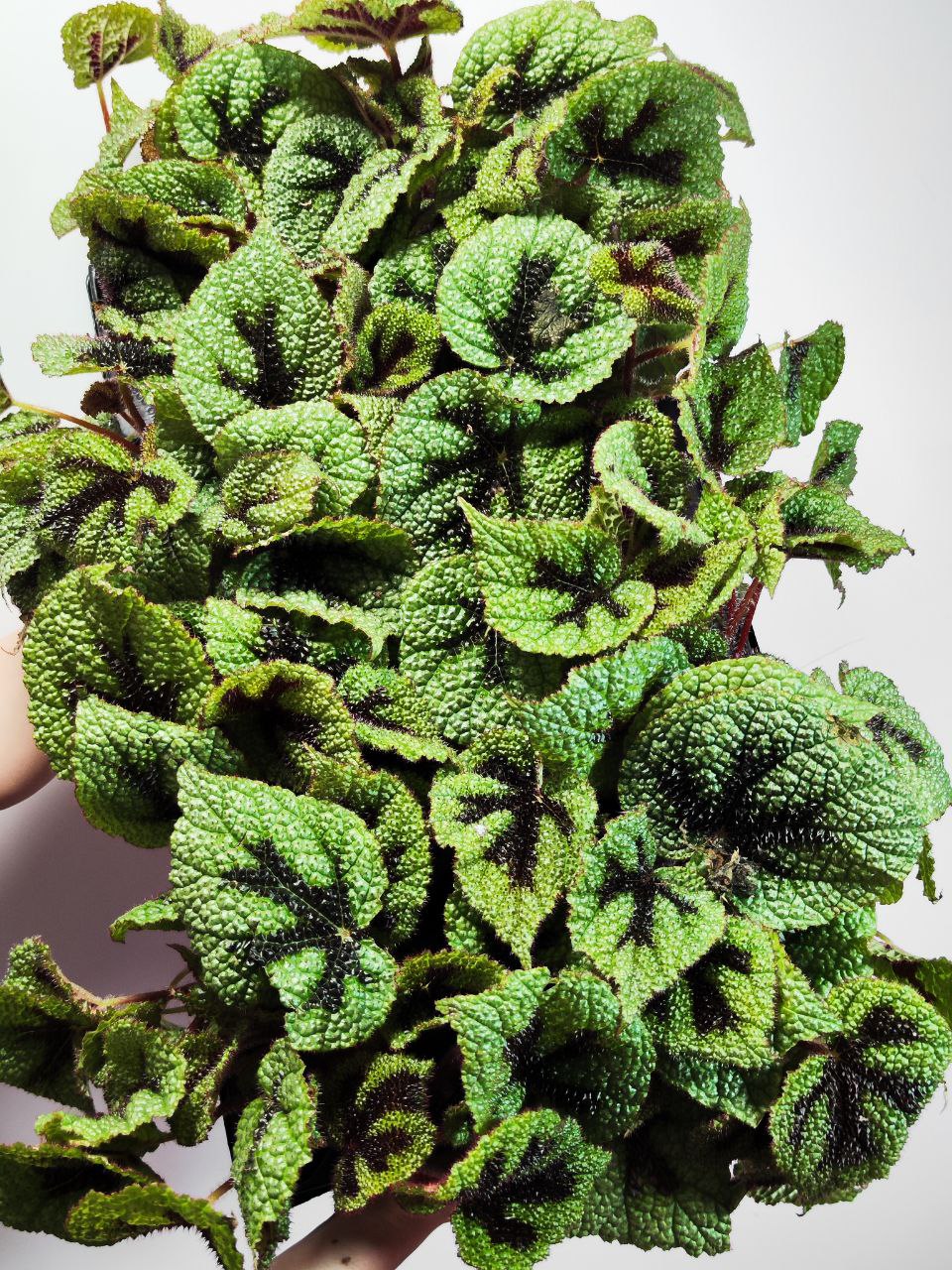 Бегония Мэсона (Begonia Masoniana) D12см