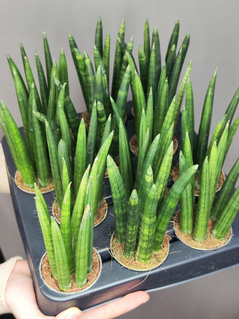 Сансевиерия Цилиндрика Стрейт (Sansevieria Cylindrica Straight) D6см