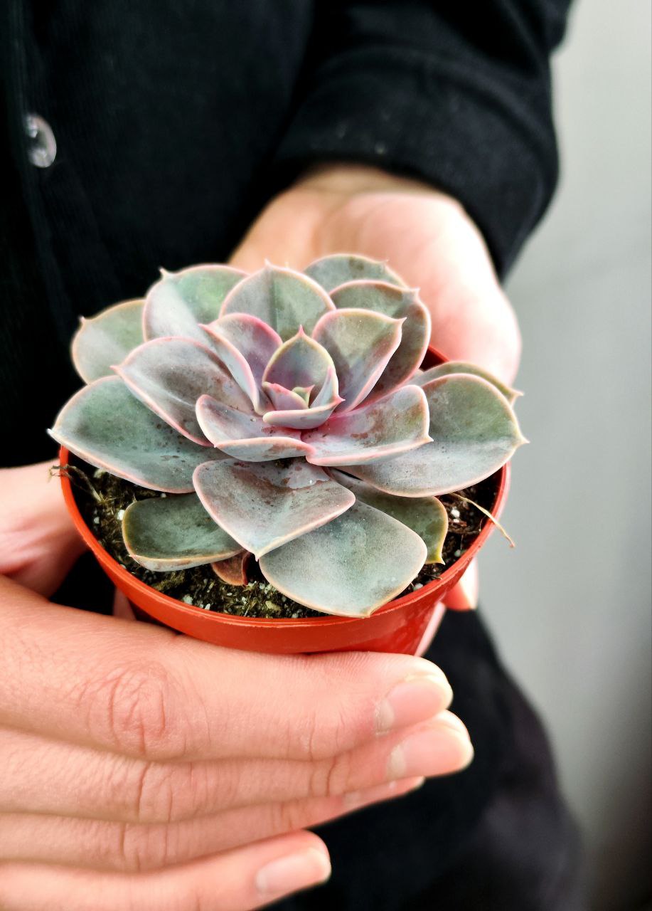 Эхеверия Перл Фон Нюрнберга (Echeveria Perle Von Nurnberg) D8,5см