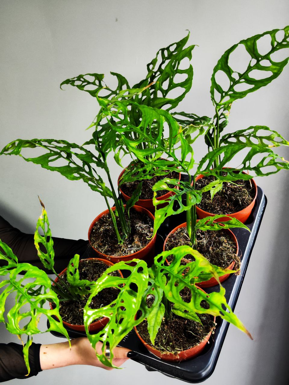 Монстера Обликва Перу (Monstera Obliqua Peru) D12см