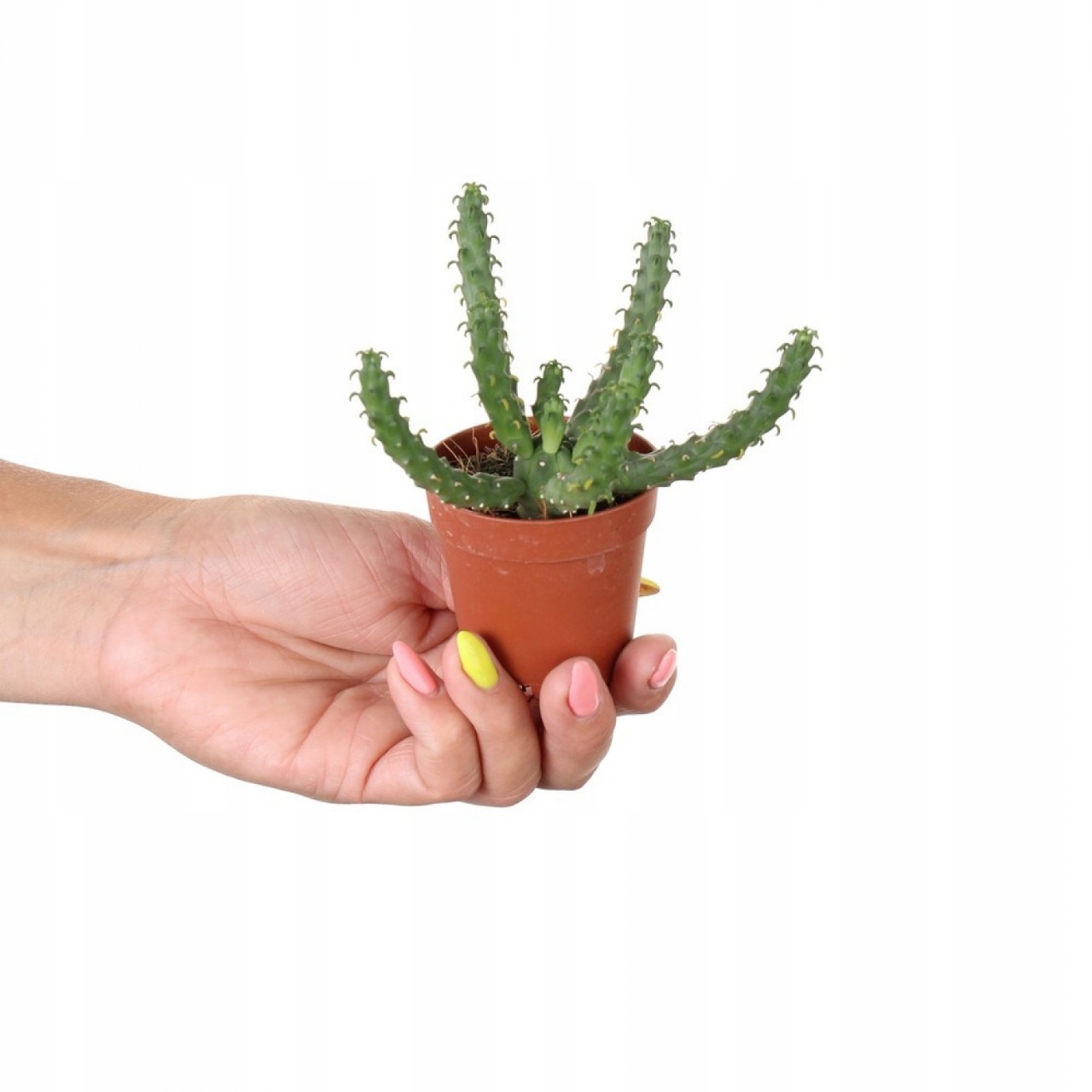 Молочай Безостый, или Эуфорбия Медузовидная (Euphorbia Inermis) D5см