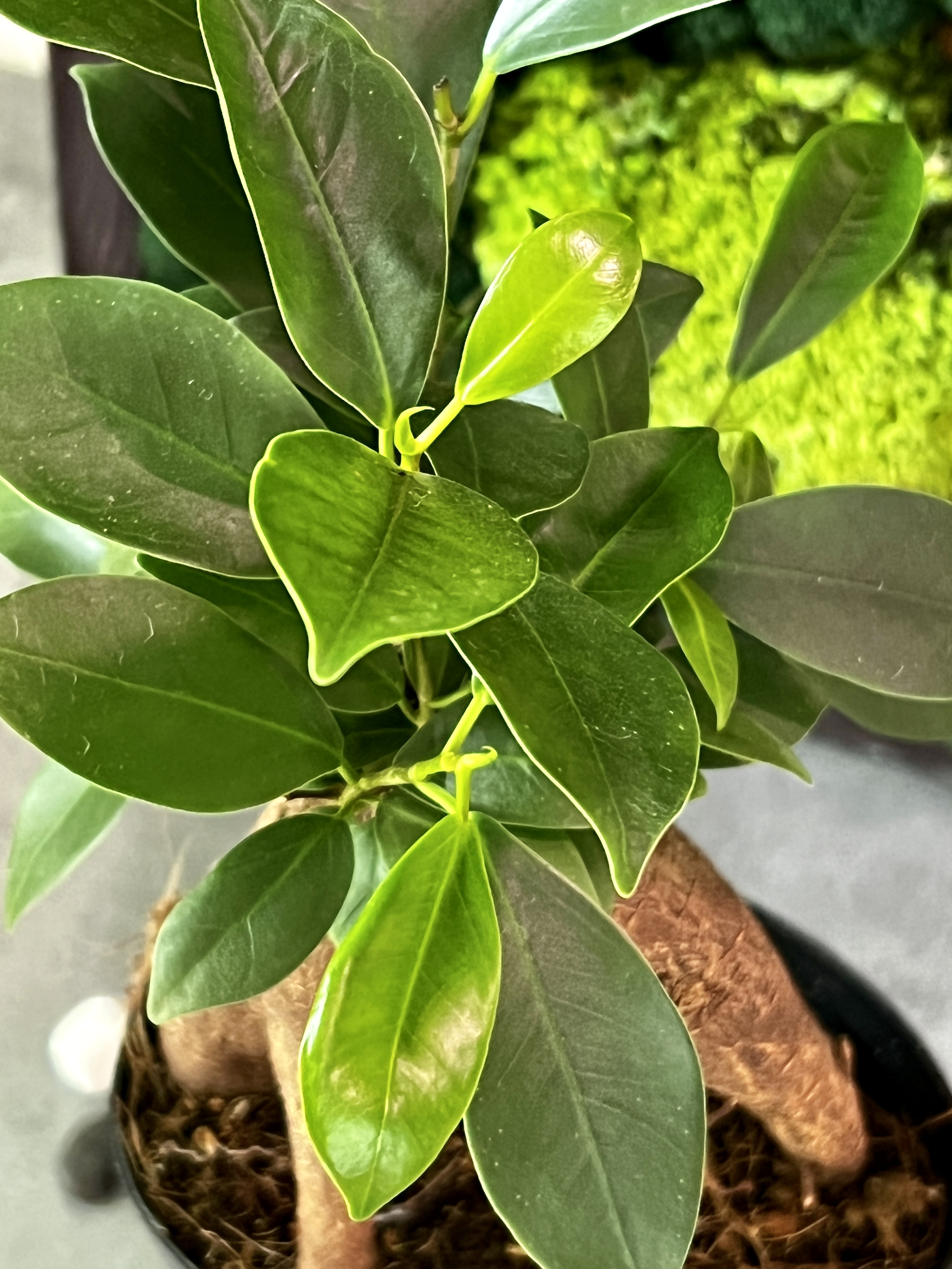 Фикус микрокарпа (Ficus microcarpa) в горшке D13см