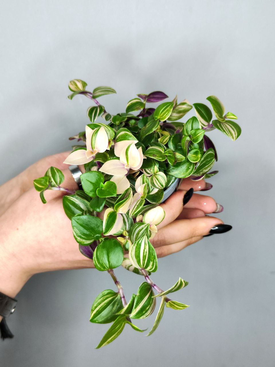 Традесканция Триколор Роза (Tradescantia Tricolor Rosa) D6см