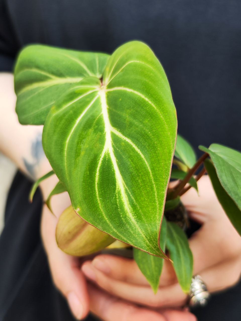 Филодендрон Глориозум (Philodendron Gloriosum) D6см
